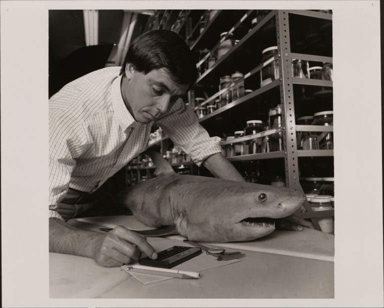 A researcher uses the HP 15C while examining a shark on a table. 
